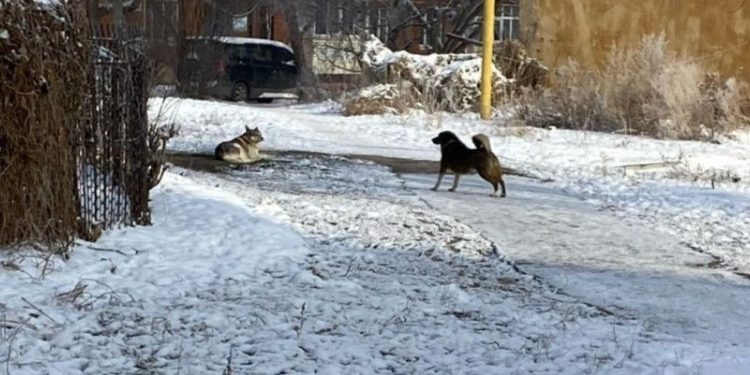 Рязанцев предупредили о двух агрессивных собаках, которых пока не отловили