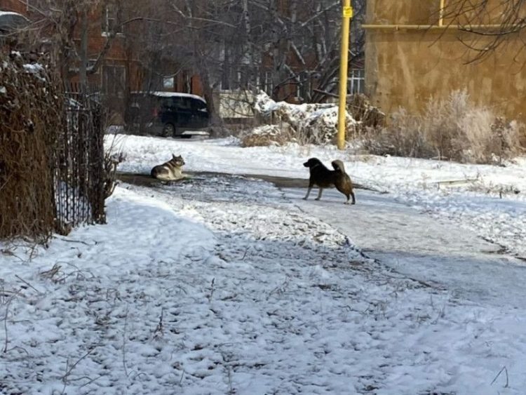 Рязанцев предупредили о двух агрессивных собаках, которых пока не отловили