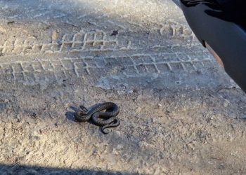 В Клепиковском районе засняли проснувшихся гадюк