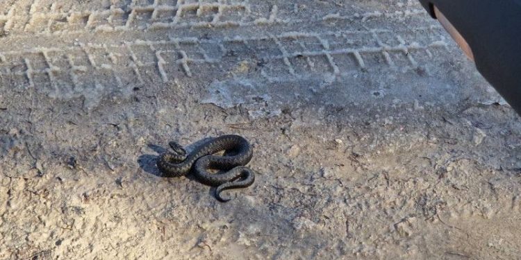 В Клепиковском районе засняли проснувшихся гадюк