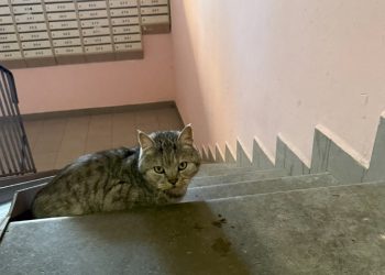 На улице Шереметьевской женщина принесла в подъезд дома кота в пакете и оставила его На улице Шереметьевской женщина принесла в подъезд дома кота в пакете и оставила его