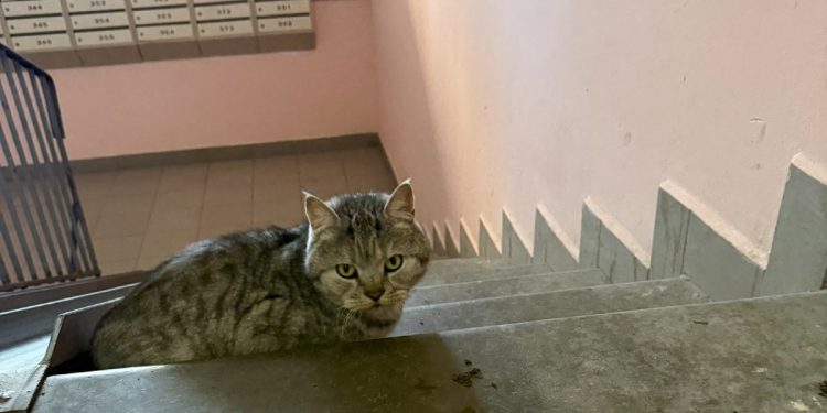 На улице Шереметьевской женщина принесла в подъезд дома кота в пакете и оставила его