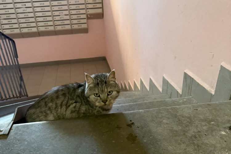 На улице Шереметьевской женщина принесла в подъезд дома кота в пакете и оставила его