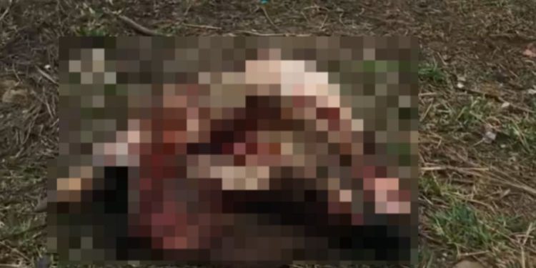 В рязанском Рыбном неизвестные выбросили еще одну коровью голову в мусорку