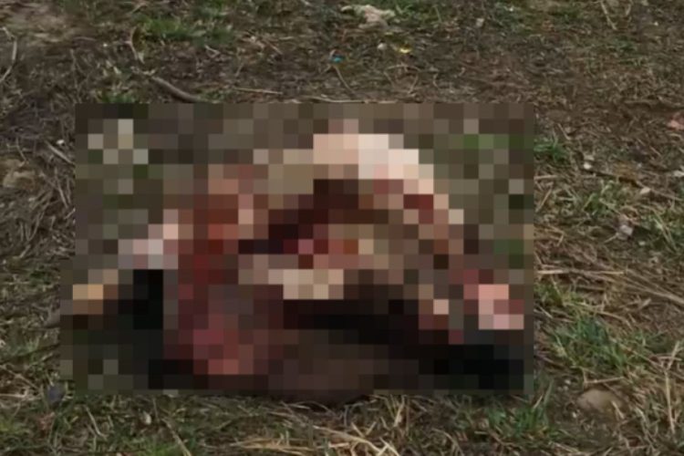 В рязанском Рыбном неизвестные выбросили еще одну коровью голову в мусорку