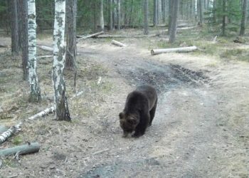 В фотоловушку рязанского Окского заповедника попал медведь