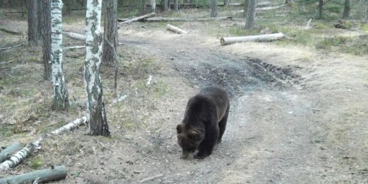 В фотоловушку рязанского Окского заповедника попал медведь