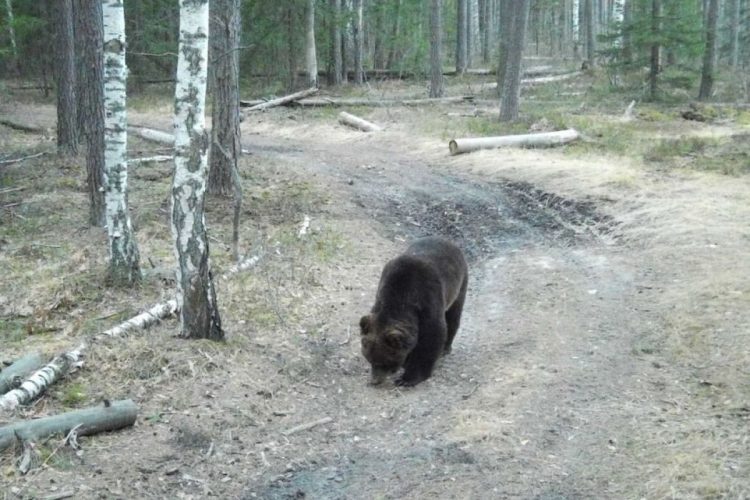 В фотоловушку рязанского Окского заповедника попал медведь