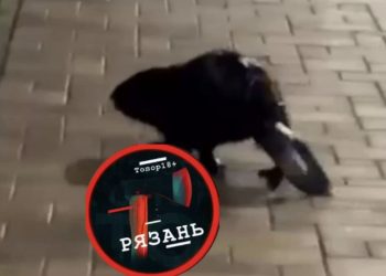 Около Рязанского кремля засняли бобра Около Рязанского кремля засняли бобра