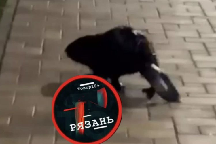 Около Рязанского кремля засняли бобра