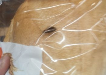 В рязанском супермаркете покупательница заметила в упаковке с хлебом тараканов