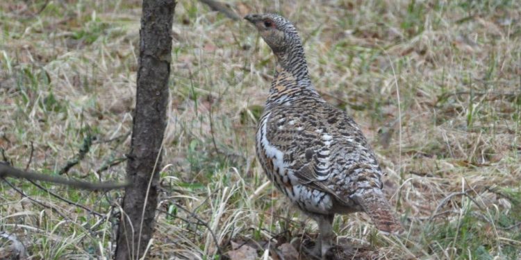 В Рязанской области в лесу запечатлели глухаря