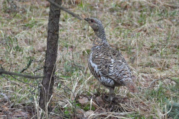 В Рязанской области в лесу запечатлели глухаря