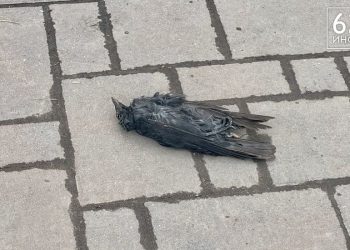 В Рязани засняли мертвых птиц В Рязани засняли мертвых птиц