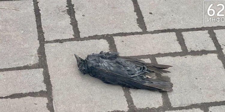 В Рязани засняли мертвых птиц
