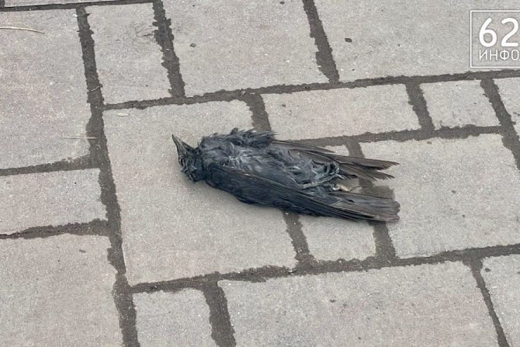 В Рязани засняли мертвых птиц