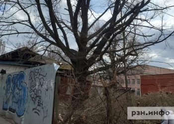 На улице Щедрина хотят спилить вековой дуб На улице Щедрина хотят спилить вековой дуб