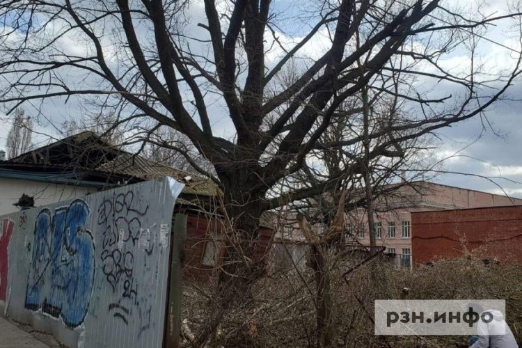 На улице Щедрина хотят спилить вековой дуб