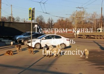 Рязанцы сообщили о своре собак в Олимпийском городке