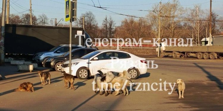 Рязанцы сообщили о своре собак в Олимпийском городке