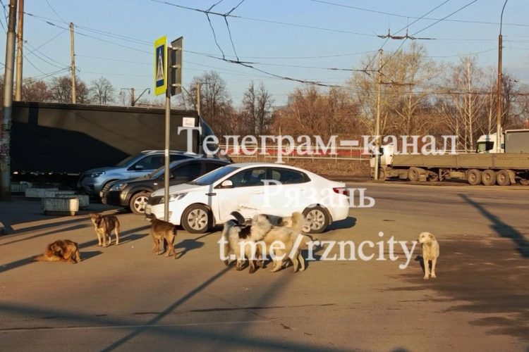 Рязанцы сообщили о своре собак в Олимпийском городке