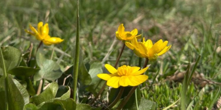 В центре Рязани появились первые полевые цветы
