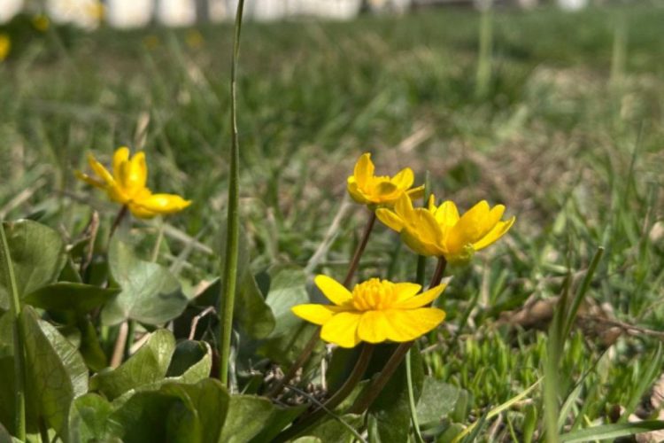 В центре Рязани появились первые полевые цветы