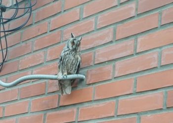 На территории Рязанского кардиодиспансера засняли сову