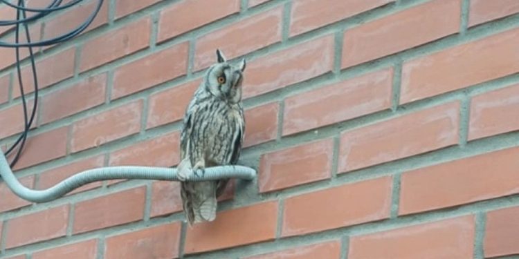 На территории Рязанского кардиодиспансера засняли сову На территории Рязанского кардиодиспансера засняли сову