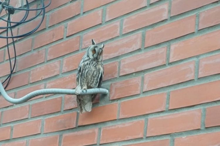 На территории Рязанского кардиодиспансера засняли сову