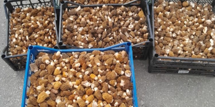 В Шиловском районе местные жители собирают грибы ящиками