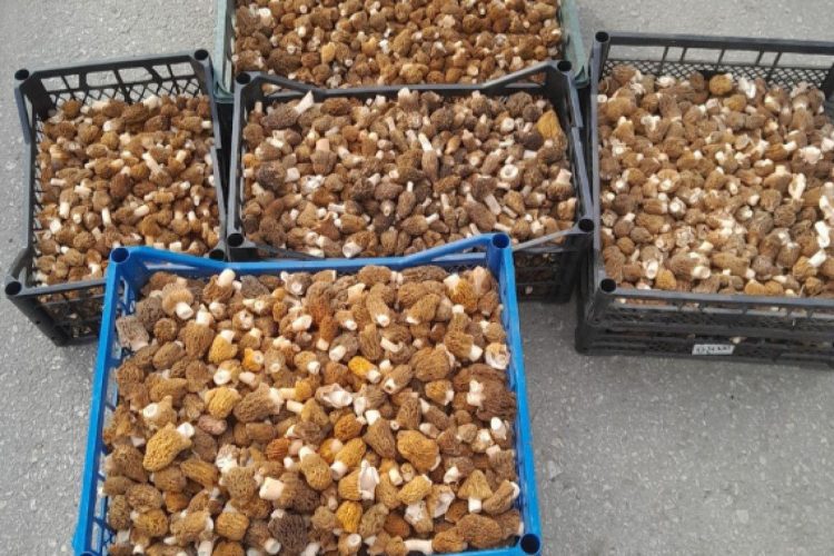 В Шиловском районе местные жители собирают грибы ящиками