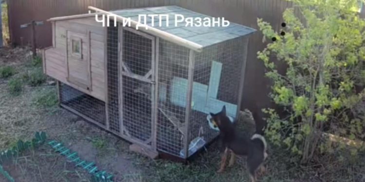 Жители Сараевского района пожаловались на стаю бездомных собак