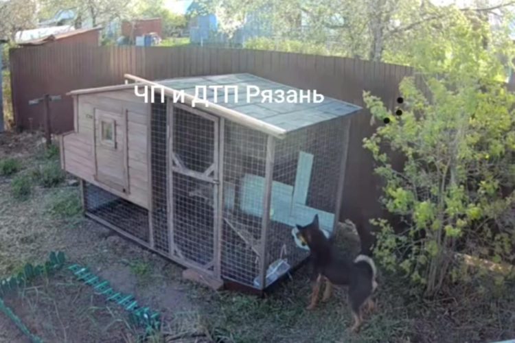 Жители Сараевского района пожаловались на стаю бездомных собак