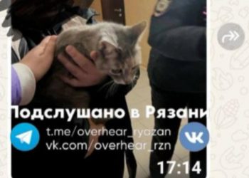 Рязанские добровольцы спасли закрытую в квартире кошку