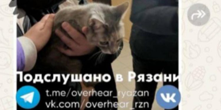 Рязанские добровольцы спасли закрытую в квартире кошку