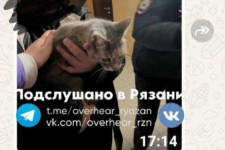 Рязанские добровольцы спасли закрытую в квартире кошку