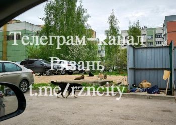 Горожане пожаловались на свору бродячих собак на улице Новоселов
