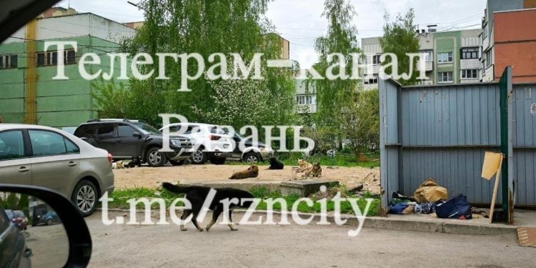 Горожане пожаловались на свору бродячих собак на улице Новоселов