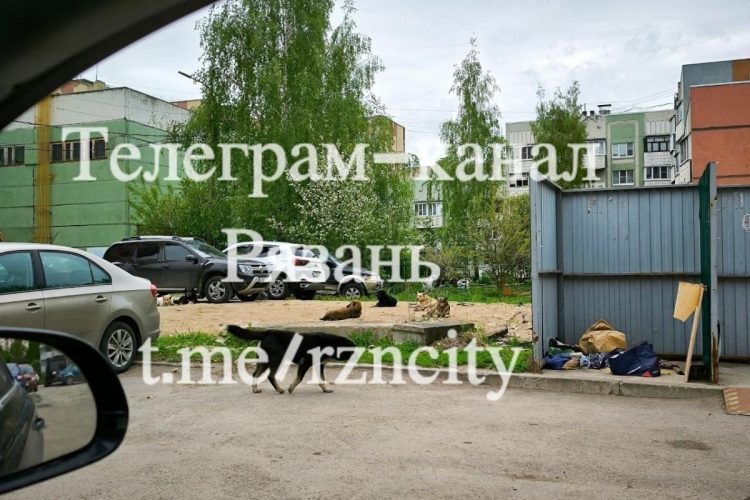 Горожане пожаловались на свору бродячих собак на улице Новоселов