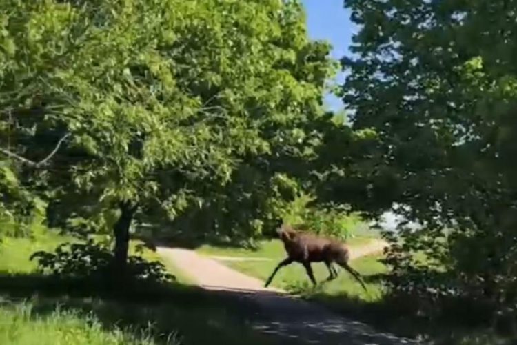 В рязанском парке Морской славы засняли лося