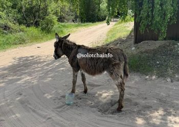 Под Рязанью обнаружили потерявшегося ослика