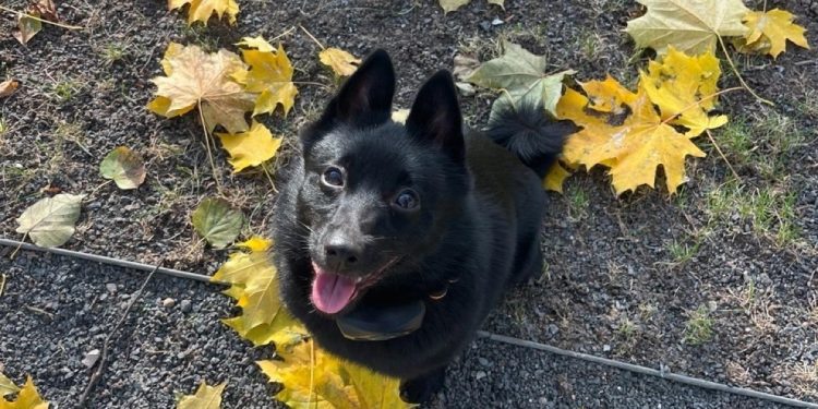 Пропавшего под Рязанью 70-летнего пенсионера помогла найти собака по кличке Черника