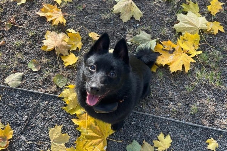 Пропавшего под Рязанью 70-летнего пенсионера помогла найти собака по кличке Черника