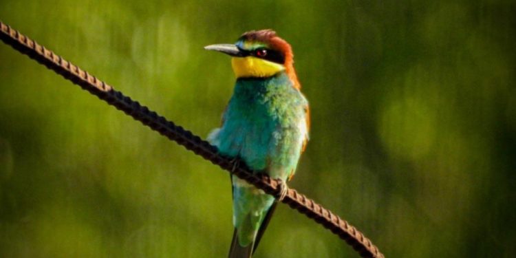 Рязанцы запечатлели Золотистую щурку