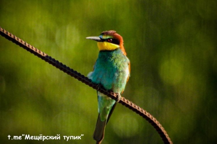 Рязанцы запечатлели Золотистую щурку