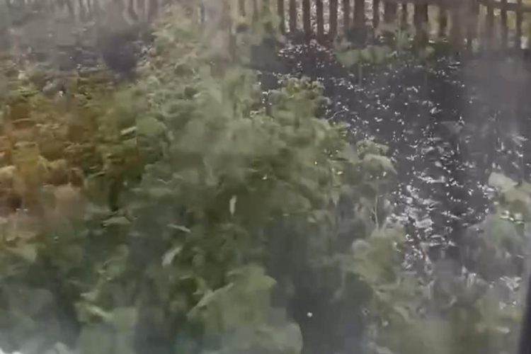 Град уничтожил растения на огородах рязанцев