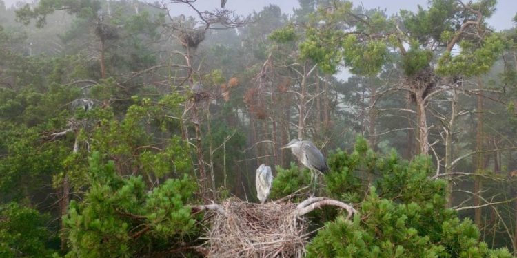 В Рязанской области засняли крупный цапельник