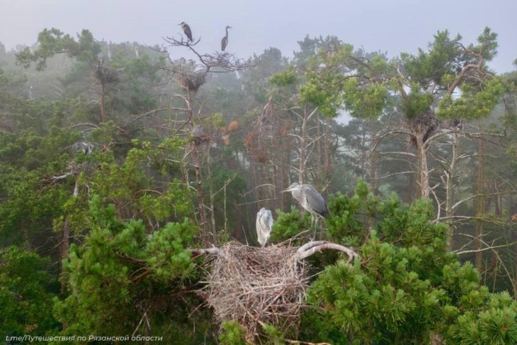 В Рязанской области засняли крупный цапельник