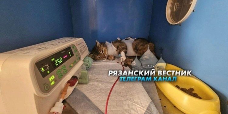 В рязанском Дядькове пострадавшая от выстрела из арбалета кошка выжила В рязанском Дядькове пострадавшая от выстрела из арбалета кошка выжила